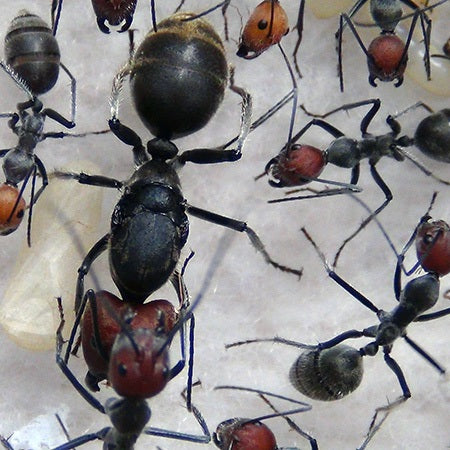 Camponotus Singularis – WaKooshi