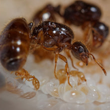 Charger l'image dans la galerie, Solenopsis Fugax