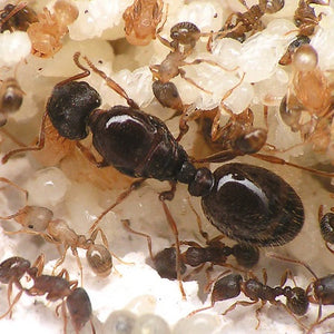 Tetramorium Caespitum