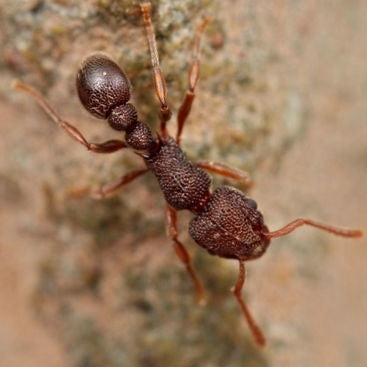 Tetramorium Guangxiensis