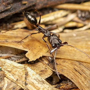 Odontomachus Monticola