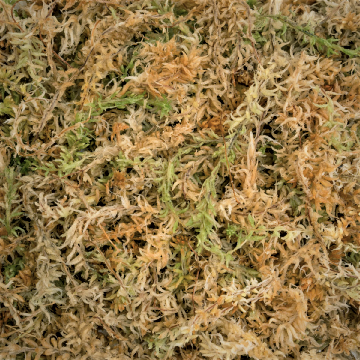 Compact Sphagnum Moss – WaKooshi