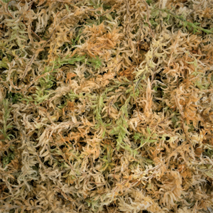 Compact Sphagnum Moss