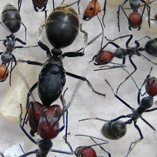 Laden Sie das Bild in den Galerie-Viewer, Camponotus Singularis