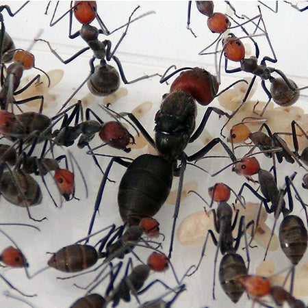 Camponotus Singularis – WaKooshi