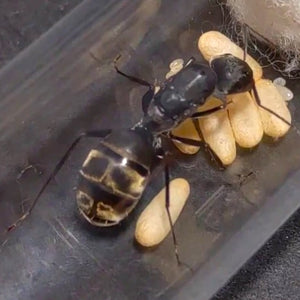 Camponotus Cinctellus