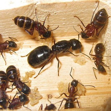 Camponotus Herculeanus