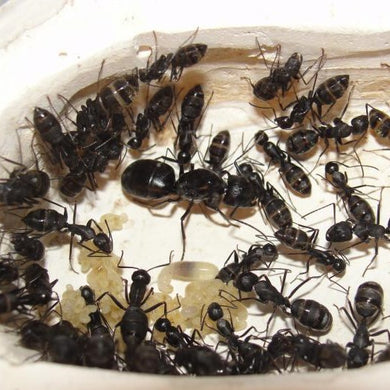 Camponotus Japonicus