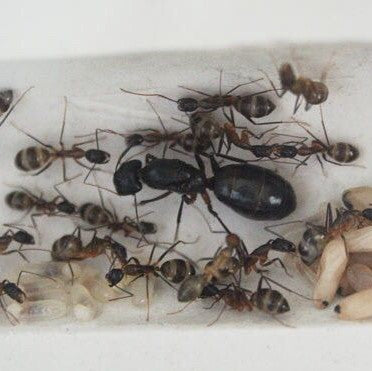 Camponotus Turkestanicus