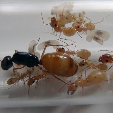 Camponotus Turkestanus