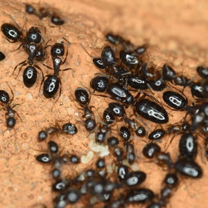 Camponotus Vitiosus