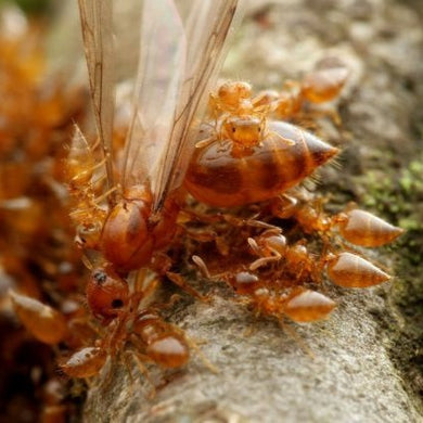 Crematogaster Osakensis