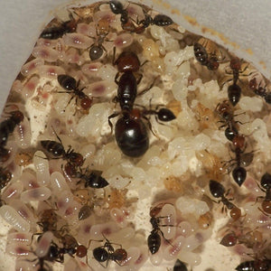 Crematogaster Scutellaris