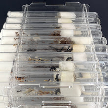 Charger l&#39;image dans la galerie, Supports pour tubes à essai Queen Ant