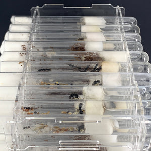 Supports pour tubes à essai Queen Ant
