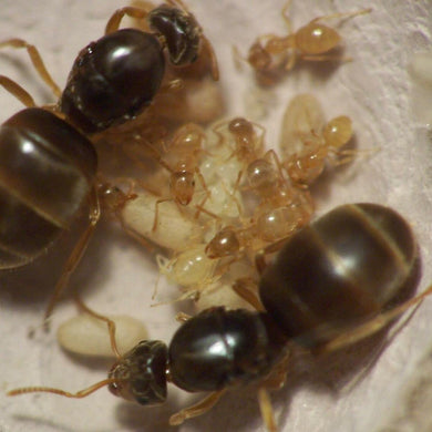 Lasius Flavus