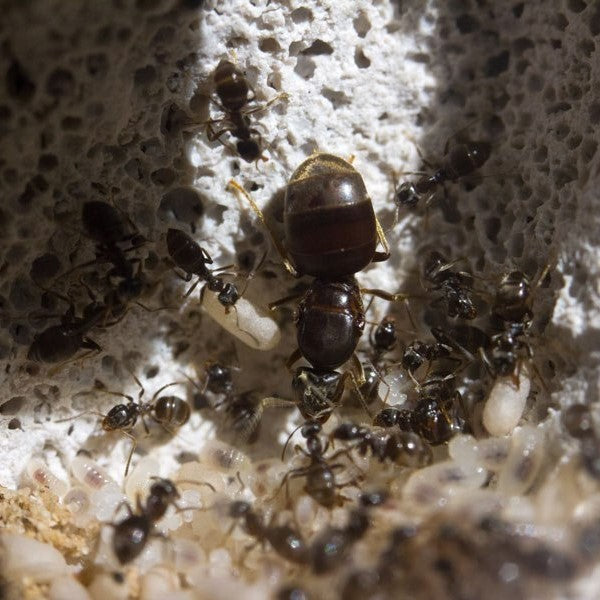 Lasius Niger