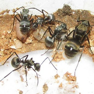 Polyrhachis-Tauchgänge