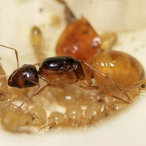 Camponotus Fedtschenkoi