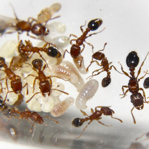 Tetramorium Bicarinatum