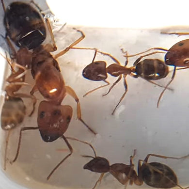 Camponotus Maculatus Subnudus