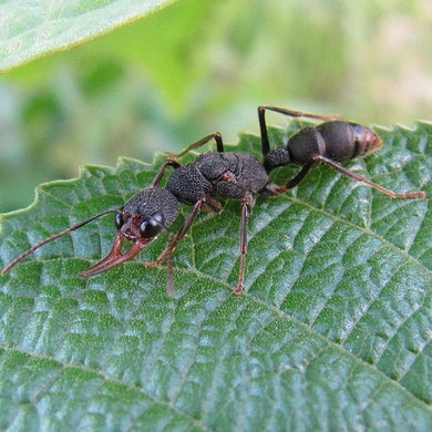 Harpegnathos Venator