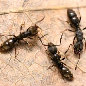 Ectomomyrmex Leeuwen