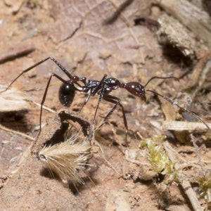Aphaenogaster Beccarii