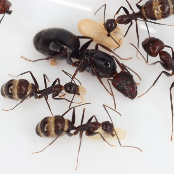 Camponotus Jianghuaensis