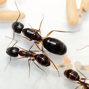 Camponotus Mitis