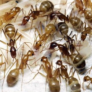 Camponotus Pseudoirritans
