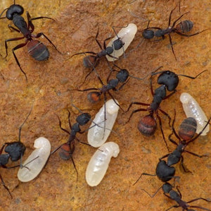 Camponotus Cruentatus