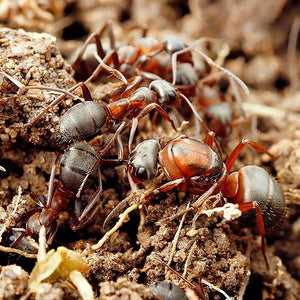 Formica Cunicularia