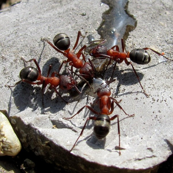 Formica Sanguinea