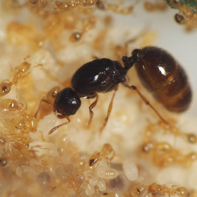 Solenopsis Fugax