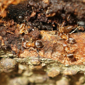 Lasius Brunneus