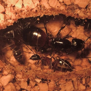 Camponotus Ligniperda