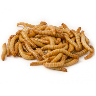 Meal Worms