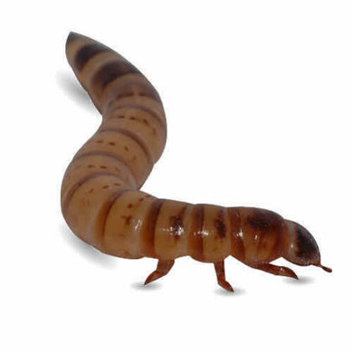 Morio Worms