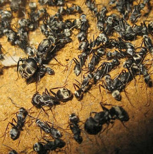 Camponotus Parius