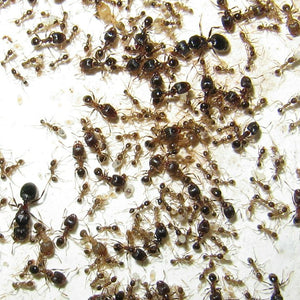 Pheidole Indica