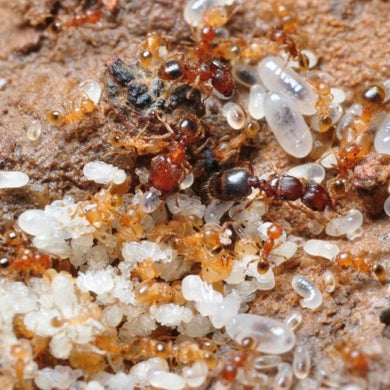 Pheidole Pieli