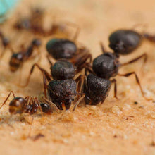 Laden Sie das Bild in den Galerie-Viewer, Pheidole Spathifera