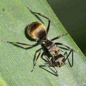 Polyrhachis Illaudata