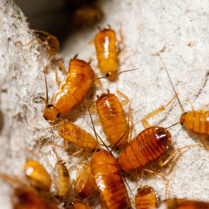 Red Runner Turkestan Roaches