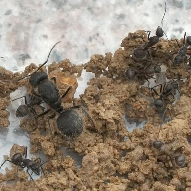 Camponotus Selene