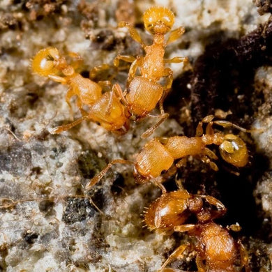 Tetramorium Simillimum