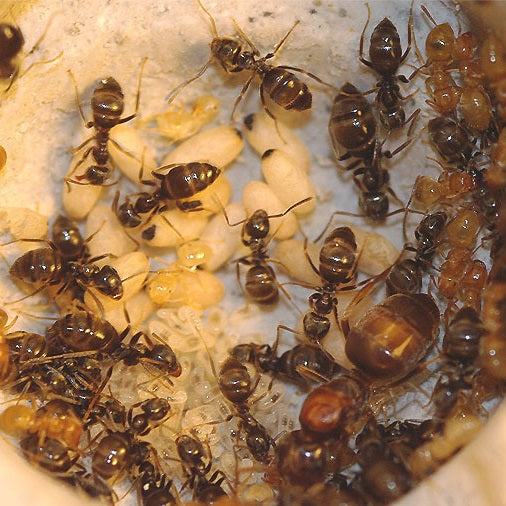 Lasius Umbratus