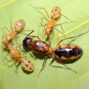 Camponotus Maculatus