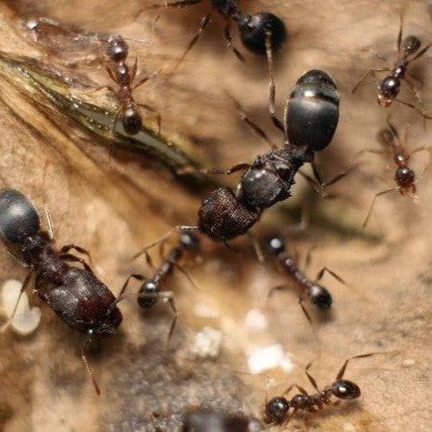 Pheidole Yeensis